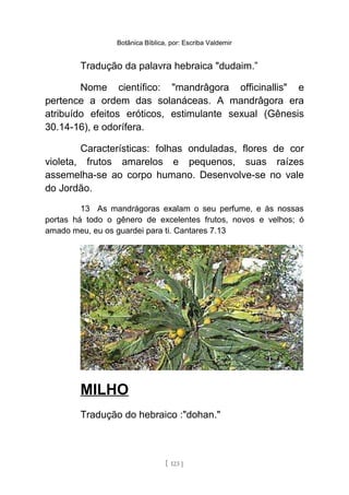 Botânica Bíblica, por: Escriba Valdemir
Tradução da palavra hebraica "dudaim.”
Nome científico: "mandrâgora officinallis" e
pertence a ordem das solanáceas. A mandrâgora era
atribuído efeitos eróticos, estimulante sexual (Gênesis
30.14-16), e odorífera.
Características: folhas onduladas, flores de cor
violeta, frutos amarelos e pequenos, suas raízes
assemelha-se ao corpo humano. Desenvolve-se no vale
do Jordão.
13 As mandrágoras exalam o seu perfume, e às nossas
portas há todo o gênero de excelentes frutos, novos e velhos; ó
amado meu, eu os guardei para ti. Cantares 7.13
MILHO
Tradução do hebraico :"dohan."
[ 123 ]
 