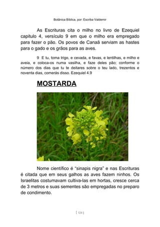 Botânica Bíblica, por: Escriba Valdemir
As Escrituras cita o milho no livro de Ezequiel
capitulo 4, versículo 9 em que o milho era empregado
para fazer o pão. Os povos de Canaã serviam as hastes
para o gado e os grãos para as aves.
9 E tu, toma trigo, e cevada, e favas, e lentilhas, e milho e
aveia, e coloca-os numa vasilha, e faze deles pão; conforme o
número dos dias que tu te deitares sobre o teu lado, trezentos e
noventa dias, comerás disso. Ezequiel 4.9
MOSTARDA
Nome científico é “sinapis nigra” e nas Escrituras
é citada que em seus galhos as aves fazem ninhos. Os
Israelitas costumavam cultiva-las em hortas, cresce cerca
de 3 metros e suas sementes são empregadas no preparo
de condimento.
[ 124 ]
 
