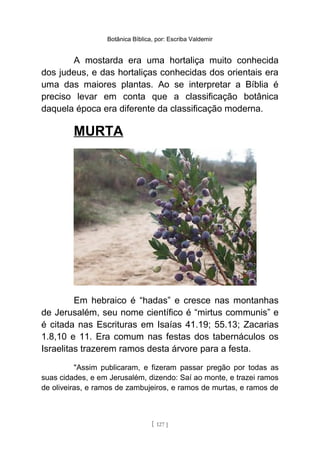 Botânica Bíblica, por: Escriba Valdemir
A mostarda era uma hortaliça muito conhecida
dos judeus, e das hortaliças conhecidas dos orientais era
uma das maiores plantas. Ao se interpretar a Bíblia é
preciso levar em conta que a classificação botânica
daquela época era diferente da classificação moderna.
MURTA
Em hebraico é “hadas” e cresce nas montanhas
de Jerusalém, seu nome científico é “mirtus communis” e
é citada nas Escrituras em Isaías 41.19; 55.13; Zacarias
1.8,10 e 11. Era comum nas festas dos tabernáculos os
Israelitas trazerem ramos desta árvore para a festa.
"Assim publicaram, e fizeram passar pregão por todas as
suas cidades, e em Jerusalém, dizendo: Saí ao monte, e trazei ramos
de oliveiras, e ramos de zambujeiros, e ramos de murtas, e ramos de
[ 127 ]
 