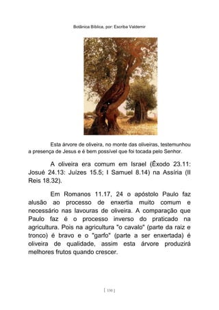 Botânica Bíblica, por: Escriba Valdemir
Esta árvore de oliveira, no monte das oliveiras, testemunhou
a presença de Jesus e é bem possível que foi tocada pelo Senhor.
A oliveira era comum em Israel (Êxodo 23.11:
Josué 24.13: Juízes 15.5; I Samuel 8.14) na Assíria (II
Reis 18.32).
Em Romanos 11.17, 24 o apóstolo Paulo faz
alusão ao processo de enxertia muito comum e
necessário nas lavouras de oliveira. A comparação que
Paulo faz é o processo inverso do praticado na
agricultura. Pois na agricultura "o cavalo" (parte da raiz e
tronco) é bravo e o "garfo" (parte a ser enxertada) é
oliveira de qualidade, assim esta árvore produzirá
melhores frutos quando crescer.
[ 130 ]
 