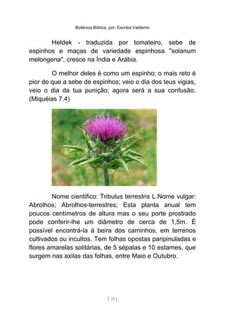 Botânica Bíblica, por: Escriba Valdemir
Heldek - traduzida por tomateiro, sebe de
espinhos e maças de variedade espinhosa "solanum
melongena", cresce na Índia e Arábia.
O melhor deles é como um espinho; o mais reto é
pior do que a sebe de espinhos; veio o dia dos teus vigias,
veio o dia da tua punição; agora será a sua confusão.
(Miquéias 7.4)
Nome cientifico: Tribulus terrestris L.Nome vulgar:
Abrolhos; Abrolhos-terrestres; Esta planta anual tem
poucos centímetros de altura mas o seu porte prostrado
pode conferir-lhe um diâmetro de cerca de 1,5m. É
possível encontrá-la á beira dos caminhos, em terrenos
cultivados ou incultos. Tem folhas opostas paripinuladas e
flores amarelas solitárias, de 5 sépalas e 10 estames, que
surgem nas axilas das folhas, entre Maio e Outubro.
[ 15 ]
 