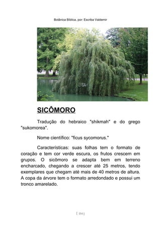 Botânica Bíblica, por: Escriba Valdemir
SICÔMORO
Tradução do hebraico "shikmah" e do grego
"sukomorea".
Nome científico: "ficus sycomorus."
Características: suas folhas tem o formato de
coração e tem cor verde escura, os frutos crescem em
grupos. O sicômoro se adapta bem em terreno
encharcado, chegando a crescer até 25 metros, tendo
exemplares que chegam até mais de 40 metros de altura.
A copa da árvore tem o formato arredondado e possui um
tronco amarelado.
[ 154 ]
 