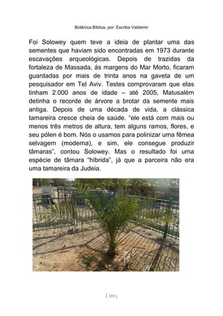 Botânica Bíblica, por: Escriba Valdemir
Foi Solowey quem teve a ideia de plantar uma das
sementes que haviam sido encontradas em 1973 durante
escavações arqueológicas. Depois de trazidas da
fortaleza de Massada, às margens do Mar Morto, ficaram
guardadas por mais de trinta anos na gaveta de um
pesquisador em Tel Aviv. Testes comprovaram que elas
tinham 2.000 anos de idade – até 2005, Matusalém
detinha o recorde de árvore a brotar da semente mais
antiga. Depois de uma década de vida, a clássica
tamareira cresce cheia de saúde. “ele está com mais ou
menos três metros de altura, tem alguns ramos, flores, e
seu pólen é bom. Nós o usamos para polinizar uma fêmea
selvagem (moderna), e sim, ele consegue produzir
tâmaras”, contou Solowey. Mas o resultado foi uma
espécie de tâmara “híbrida”, já que a parceira não era
uma tamareira da Judeia.
[ 159 ]
 