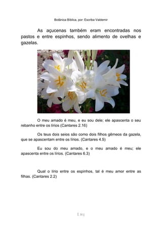 Botânica Bíblica, por: Escriba Valdemir
As açucenas também eram encontradas nos
pastos e entre espinhos, sendo alimento de ovelhas e
gazelas.
O meu amado é meu, e eu sou dele; ele apascenta o seu
rebanho entre os lírios (Cantares 2.16)
Os teus dois seios são como dois filhos gêmeos da gazela,
que se apascentam entre os lírios. (Cantares 4.5)
Eu sou do meu amado, e o meu amado é meu; ele
apascenta entre os lírios. (Cantares 6.3)
Qual o lírio entre os espinhos, tal é meu amor entre as
filhas. (Cantares 2.2)
[ 31 ]
 