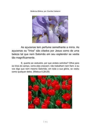 Botânica Bíblica, por: Escriba Valdemir
As açucenas tem perfume semelhante a mirra. As
açucenas ou "lírios" são citados por Jesus como de uma
beleza tal que nem Salomão em seu esplendor se vestia
tão magnificamente.
E, quanto ao vestuário, por que andais solícitos? Olhai para
os lírios do campo, como eles crescem; não trabalham nem fiam; e eu
vos digo que nem mesmo Salomão, em toda a sua glória, se vestiu
como qualquer deles. (Mateus 6.28-29)
[ 32 ]
 