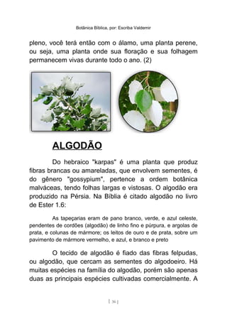 Botânica Bíblica, por: Escriba Valdemir
pleno, você terá então com o álamo, uma planta perene,
ou seja, uma planta onde sua floração e sua folhagem
permanecem vivas durante todo o ano. (2)
ALGODÃO
Do hebraico "karpas" é uma planta que produz
fibras brancas ou amareladas, que envolvem sementes, é
do gênero "gossypium", pertence a ordem botânica
malváceas, tendo folhas largas e vistosas. O algodão era
produzido na Pérsia. Na Bíblia é citado algodão no livro
de Ester 1.6:
As tapeçarias eram de pano branco, verde, e azul celeste,
pendentes de cordões (algodão) de linho fino e púrpura, e argolas de
prata, e colunas de mármore; os leitos de ouro e de prata, sobre um
pavimento de mármore vermelho, e azul, e branco e preto
O tecido de algodão é fiado das fibras felpudas,
ou algodão, que cercam as sementes do algodoeiro. Há
muitas espécies na família do algodão, porém são apenas
duas as principais espécies cultivadas comercialmente. A
[ 36 ]
 