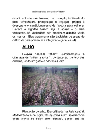 Botânica Bíblica, por: Escriba Valdemir
crescimento de uma lavoura, por exemplo, fertilidade do
solo, temperatura, precipitação e irrigação, pragas e
doenças e o condicionamento da lavoura para colheita.
Embora o algodão branco seja a norma e o mais
valorizado, há variedades que produzem algodão verde
ou marrom. Elas geralmente são excluídas de áreas de
cultivo de para preservar a integridade genética. (4)
ALHO
Palavra hebraica "shom", cientificamente é
chamada de "allium sativum", pertence ao gênero das
cebolas, tendo um gosto e odor mais forte.
Plantação de alho: Era cultivada na Ásia central,
Mediterrâneo e no Egito. Os egípcios eram apreciadores
desta planta de bulbo com "dentes", sendo que no
[ 38 ]
 
