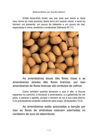 Botânica Bíblica, por: Escriba Valdemir
Então disse-lhes Israel, seu pai: pois que assim é, fazei
isso; tomai do mais precioso desta terra em vossos vasos, e levai ao
homem um presente: um pouco do bálsamo e um pouco de mel,
especiarias e mirra, terebinto e amêndoas (Gênesis 43.11)
As amendoeiras doces dão flores rosas e as
amendoeiras azedas dão flores brancas, por isso
amendoeiras de flores brancas são símbolos de velhice.
Como também quando temerem o que é alto, e houver
espantos no caminho, e florescer a amendoeira, e o gafanhoto for um
peso, e perecer o apetite; porque o homem se vai à sua casa eterna,
e os pranteadores andarão rodeando pela praça; (Eclesiastes 12.5)
As amendoeiras estão associadas a benção por
isso as flores de amêndoas estavam adornadas no
candeeiro de ouro do tabernáculo.
[ 42 ]
 