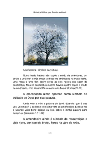 Botânica Bíblica, por: Escriba Valdemir
Amendoeira - símbolo da velhice.
Numa haste haverá três copos a modo de amêndoas, um
botão e uma flor; e três copos a modo de amêndoas na outra haste,
uma maçã e uma flor; assim serão as seis hastes que saem do
candelabro. Mas no candelabro mesmo haverá quatro copos a modo
de amêndoas, com seus botões e com suas flores; (Êxodo 25.33)
A amendoeira ainda aparece como símbolo do
cuidado de Deus por sua palavra.
Ainda veio a mim a palavra de Javé, dizendo: que é que
vês, Jeremias? E eu disse: vejo uma vara de amendoeira. E disse-me
o Senhor: viste bem; porque eu velo sobre a minha palavra para
cumpri-la. (Jeremias 1.11-12)
A amendoeira ainda é símbolo de ressurreição e
vida nova, por isso ela brotou flores na vara de Arão.
[ 43 ]
 