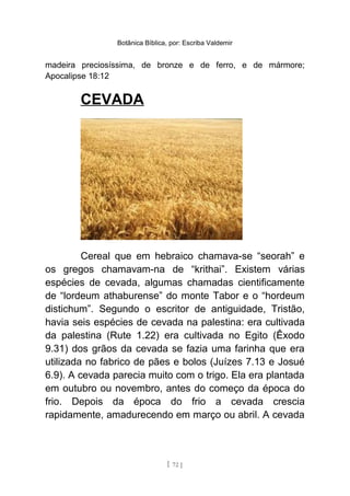 Botânica Bíblica, por: Escriba Valdemir
madeira preciosíssima, de bronze e de ferro, e de mármore;
Apocalipse 18:12
CEVADA
Cereal que em hebraico chamava-se “seorah” e
os gregos chamavam-na de “krithai”. Existem várias
espécies de cevada, algumas chamadas cientificamente
de “lordeum athaburense” do monte Tabor e o “hordeum
distichum”. Segundo o escritor de antiguidade, Tristão,
havia seis espécies de cevada na palestina: era cultivada
da palestina (Rute 1.22) era cultivada no Egito (Êxodo
9.31) dos grãos da cevada se fazia uma farinha que era
utilizada no fabrico de pães e bolos (Juízes 7.13 e Josué
6.9). A cevada parecia muito com o trigo. Ela era plantada
em outubro ou novembro, antes do começo da época do
frio. Depois da época do frio a cevada crescia
rapidamente, amadurecendo em março ou abril. A cevada
[ 72 ]
 