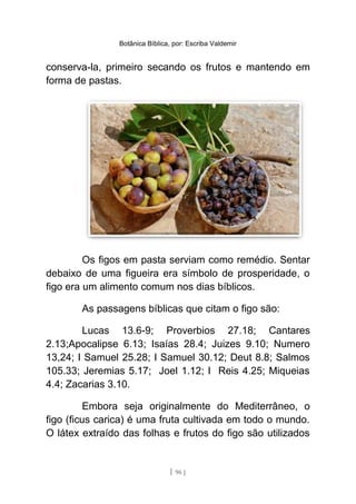 Botânica Bíblica, por: Escriba Valdemir
conserva-la, primeiro secando os frutos e mantendo em
forma de pastas.
Os figos em pasta serviam como remédio. Sentar
debaixo de uma figueira era símbolo de prosperidade, o
figo era um alimento comum nos dias bíblicos.
As passagens bíblicas que citam o figo são:
Lucas 13.6-9; Proverbios 27.18; Cantares
2.13;Apocalipse 6.13; Isaías 28.4; Juizes 9.10; Numero
13,24; I Samuel 25.28; I Samuel 30.12; Deut 8.8; Salmos
105.33; Jeremias 5.17; Joel 1.12; I Reis 4.25; Miqueias
4.4; Zacarias 3.10.
Embora seja originalmente do Mediterrâneo, o
figo (ficus carica) é uma fruta cultivada em todo o mundo.
O látex extraído das folhas e frutos do figo são utilizados
[ 96 ]
 