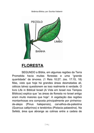Botânica Bíblica, por: Escriba Valdemir
FLORESTA
SEGUNDO a Bíblia, em algumas regiões da Terra
Prometida havia muitas florestas e uma “grande
quantidade” de árvores. (1 Reis 10:27; Jos. 17:15, 18)
Mas, visto que hoje há grandes áreas desmatadas ali,
céticos talvez questionem se isso realmente é verdade. O
livro Life in Biblical Israel (A Vida em Israel nos Tempos
Bíblicos) explica que “as áreas de floresta no Israel antigo
eram muito maiores que hoje”. A vegetação das regiões
montanhosas era composta principalmente por pinheiros-
de-alepo (Pinus halepensis), carvalhos-da-palestina
(Quercus calliprinos) e terebintos (Pistacia palaestina). Na
Sefelá, área que abrange as colinas entre a cadeia de
[ 99 ]
 