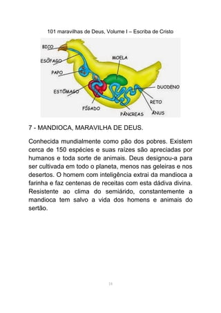 101 maravilhas de Deus, Volume I – Escriba de Cristo
7 - MANDIOCA, MARAVILHA DE DEUS.
Conhecida mundialmente como pão dos pobres. Existem
cerca de 150 espécies e suas raízes são apreciadas por
humanos e toda sorte de animais. Deus designou-a para
ser cultivada em todo o planeta, menos nas geleiras e nos
desertos. O homem com inteligência extrai da mandioca a
farinha e faz centenas de receitas com esta dádiva divina.
Resistente ao clima do semiárido, constantemente a
mandioca tem salvo a vida dos homens e animais do
sertão.
18
 