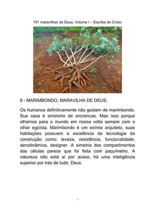 101 maravilhas de Deus, Volume I – Escriba de Cristo
8 - MARIMBONDO, MARAVILHA DE DEUS.
Os humanos definitivamente não gostam de marimbondo.
Sua casa é sinónimo de encrencas. Mas isso porque
olhamos para o mundo em nossa volta sempre com o
olhar egoísta. Marimbondo é um exímio arquiteto, suas
habitações possuem a excelência da tecnologia da
construção como: leveza, resistência, funcionalidade,
aerodinâmica, designer. A simetria dos compartimentos
das células parece que foi feita com paquímetro. A
natureza não está aí por acaso, há uma inteligência
superior por trás de tudo. Deus.
19
 
