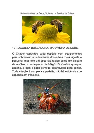 101 maravilhas de Deus, Volume I – Escriba de Cristo
19 - LAGOSTA-BOXEADORA, MARAVILHA DE DEUS.
O Criador capacitou cada espécie com equipamentos
para sobreviver, uns diferentes dos outros. Esta lagosta é
pequena, mas tem um soco tão rápido como um disparo
de revólver, com impacto de 60kg/cm3. Quebra qualquer
aquário, e com o soco esmaga caranguejos para comer.
Toda criação é completa e perfeita, não há evidências de
espécies em transição.
28
 