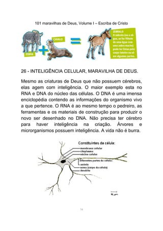 101 maravilhas de Deus, Volume I – Escriba de Cristo
26 - INTELIGÊNCIA CELULAR, MARAVILHA DE DEUS.
Mesmo as criaturas de Deus que não possuem cérebros,
elas agem com inteligência. O maior exemplo esta no
RNA e DNA do núcleo das células. O DNA é uma imensa
enciclopédia contendo as informações do organismo vivo
a que pertence. O RNA é ao mesmo tempo o pedreiro, as
ferramentas e os materiais de construção para produzir o
novo ser desenhado no DNA. Não precisa ter cérebro
para haver inteligência na criação. Árvores e
microrganismos possuem inteligência. A vida não é burra.
34
 