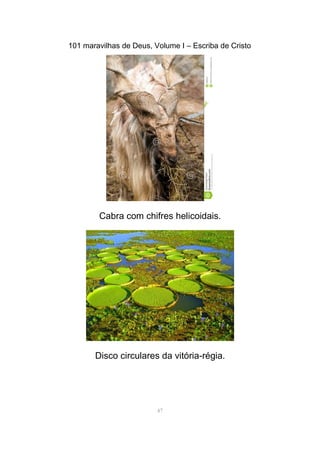 101 maravilhas de Deus, Volume I – Escriba de Cristo
Cabra com chifres helicoidais.
Disco circulares da vitória-régia.
47
 