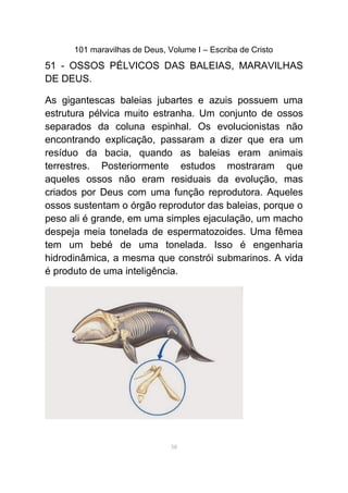 101 maravilhas de Deus, Volume I – Escriba de Cristo
51 - OSSOS PÉLVICOS DAS BALEIAS, MARAVILHAS
DE DEUS.
As gigantescas baleias jubartes e azuis possuem uma
estrutura pélvica muito estranha. Um conjunto de ossos
separados da coluna espinhal. Os evolucionistas não
encontrando explicação, passaram a dizer que era um
resíduo da bacia, quando as baleias eram animais
terrestres. Posteriormente estudos mostraram que
aqueles ossos não eram residuais da evolução, mas
criados por Deus com uma função reprodutora. Aqueles
ossos sustentam o órgão reprodutor das baleias, porque o
peso ali é grande, em uma simples ejaculação, um macho
despeja meia tonelada de espermatozoides. Uma fêmea
tem um bebé de uma tonelada. Isso é engenharia
hidrodinâmica, a mesma que constrói submarinos. A vida
é produto de uma inteligência.
58
 