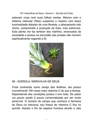 101 maravilhas de Deus, Volume I – Escriba de Cristo
estavam vivas com suas folhas verdes. Mesmo com o
sistema radicular (Raiz) suspenso e mesmo com baixa
luminosidade debaixo de uma floresta, o abacaxizeiro não
morre, compromete a produção da fruta, mas sobrevive.
Esta planta me faz lembrar dos mártires, arrancados da
sociedade e presos na escuridão das prisões não morrem
espiritualmente negando a fé.
58 - ACEROLA, MARAVILHA DE DEUS.
Fruta conhecida como cereja das Antilhas, ela possui
incrivelmente 100 vezes mais vitamina C do que a laranja.
Dependendo das condições produz o ano todo. De sabor
um pouco azedo é pouco comercializada por ser muito
perecível. O homem do campo que conhece a farmácia
de Deus na natureza, seu frasco de vitamina C fica no
quintal. Assisto o fim da espécie humana devido a vida
64
 
