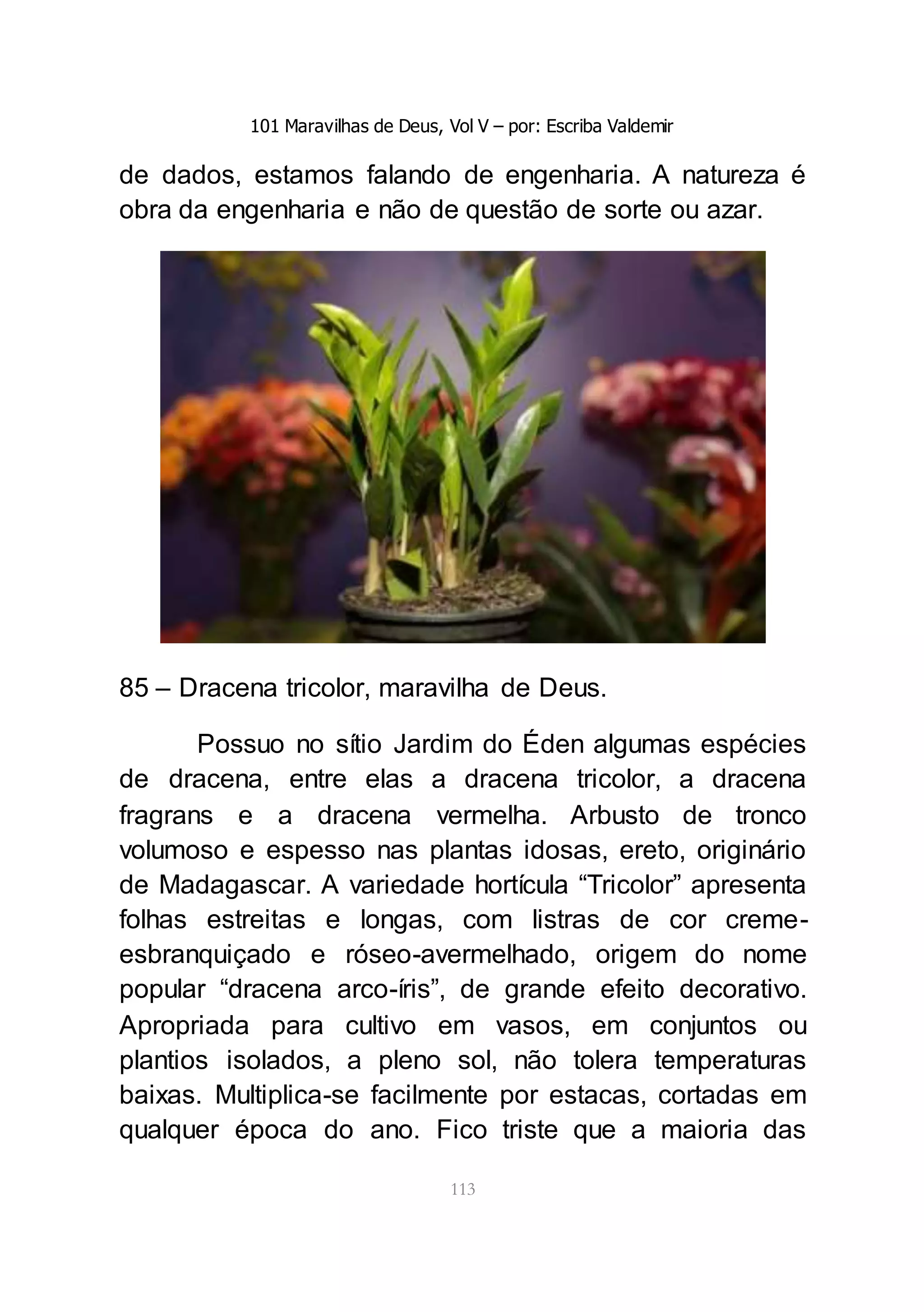 101 Maravilhas de Deus, Vol V – por: Escriba Valdemir
113
de dados, estamos falando de engenharia. A natureza é
obra da engenharia e não de questão de sorte ou azar.
85 – Dracena tricolor, maravilha de Deus.
Possuo no sítio Jardim do Éden algumas espécies
de dracena, entre elas a dracena tricolor, a dracena
fragrans e a dracena vermelha. Arbusto de tronco
volumoso e espesso nas plantas idosas, ereto, originário
de Madagascar. A variedade hortícula “Tricolor” apresenta
folhas estreitas e longas, com listras de cor creme-
esbranquiçado e róseo-avermelhado, origem do nome
popular “dracena arco-íris”, de grande efeito decorativo.
Apropriada para cultivo em vasos, em conjuntos ou
plantios isolados, a pleno sol, não tolera temperaturas
baixas. Multiplica-se facilmente por estacas, cortadas em
qualquer época do ano. Fico triste que a maioria das
 