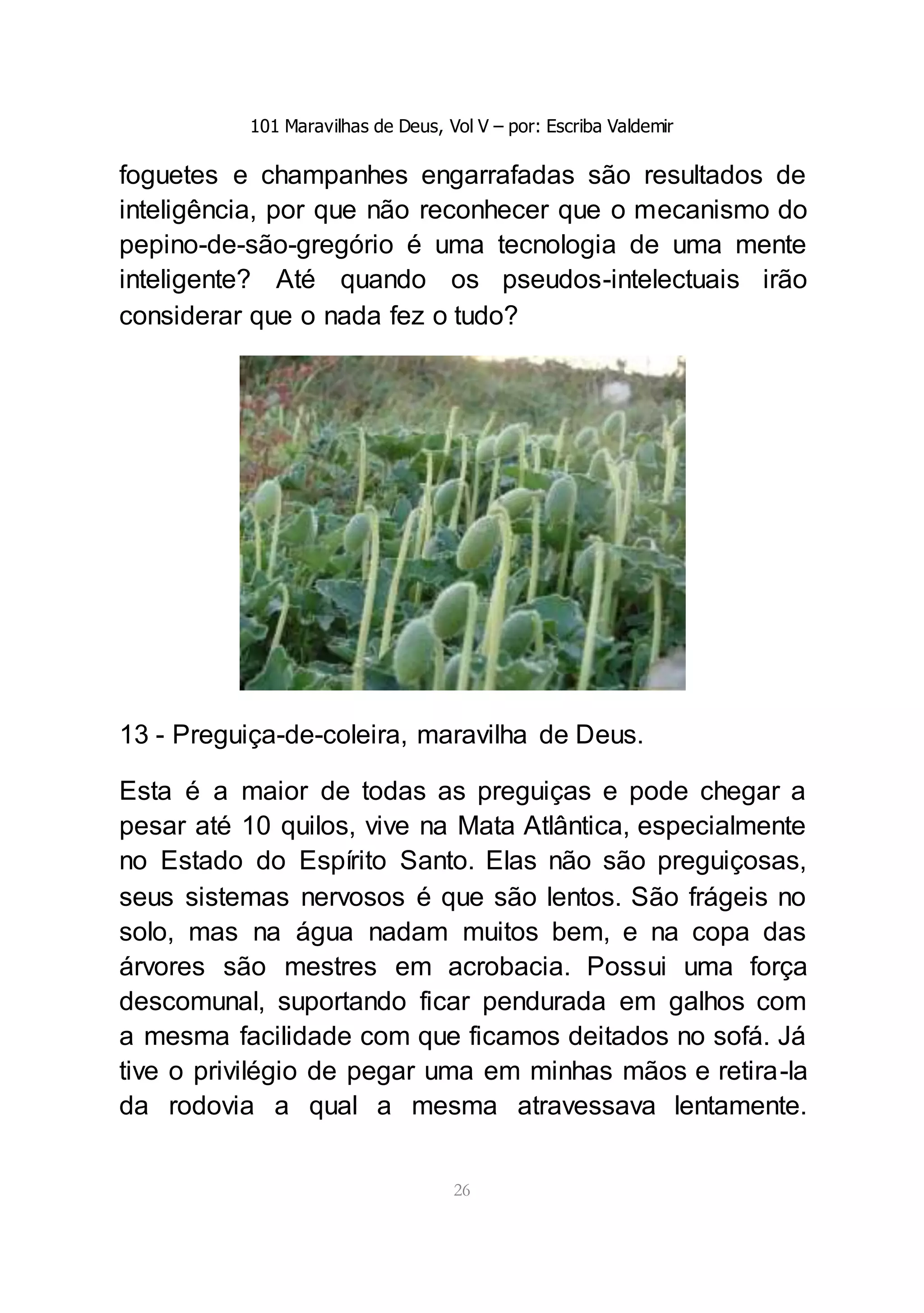 101 Maravilhas de Deus, Vol V – por: Escriba Valdemir
26
foguetes e champanhes engarrafadas são resultados de
inteligência, por que não reconhecer que o mecanismo do
pepino-de-são-gregório é uma tecnologia de uma mente
inteligente? Até quando os pseudos-intelectuais irão
considerar que o nada fez o tudo?
13 - Preguiça-de-coleira, maravilha de Deus.
Esta é a maior de todas as preguiças e pode chegar a
pesar até 10 quilos, vive na Mata Atlântica, especialmente
no Estado do Espírito Santo. Elas não são preguiçosas,
seus sistemas nervosos é que são lentos. São frágeis no
solo, mas na água nadam muitos bem, e na copa das
árvores são mestres em acrobacia. Possui uma força
descomunal, suportando ficar pendurada em galhos com
a mesma facilidade com que ficamos deitados no sofá. Já
tive o privilégio de pegar uma em minhas mãos e retira-la
da rodovia a qual a mesma atravessava lentamente.
 
