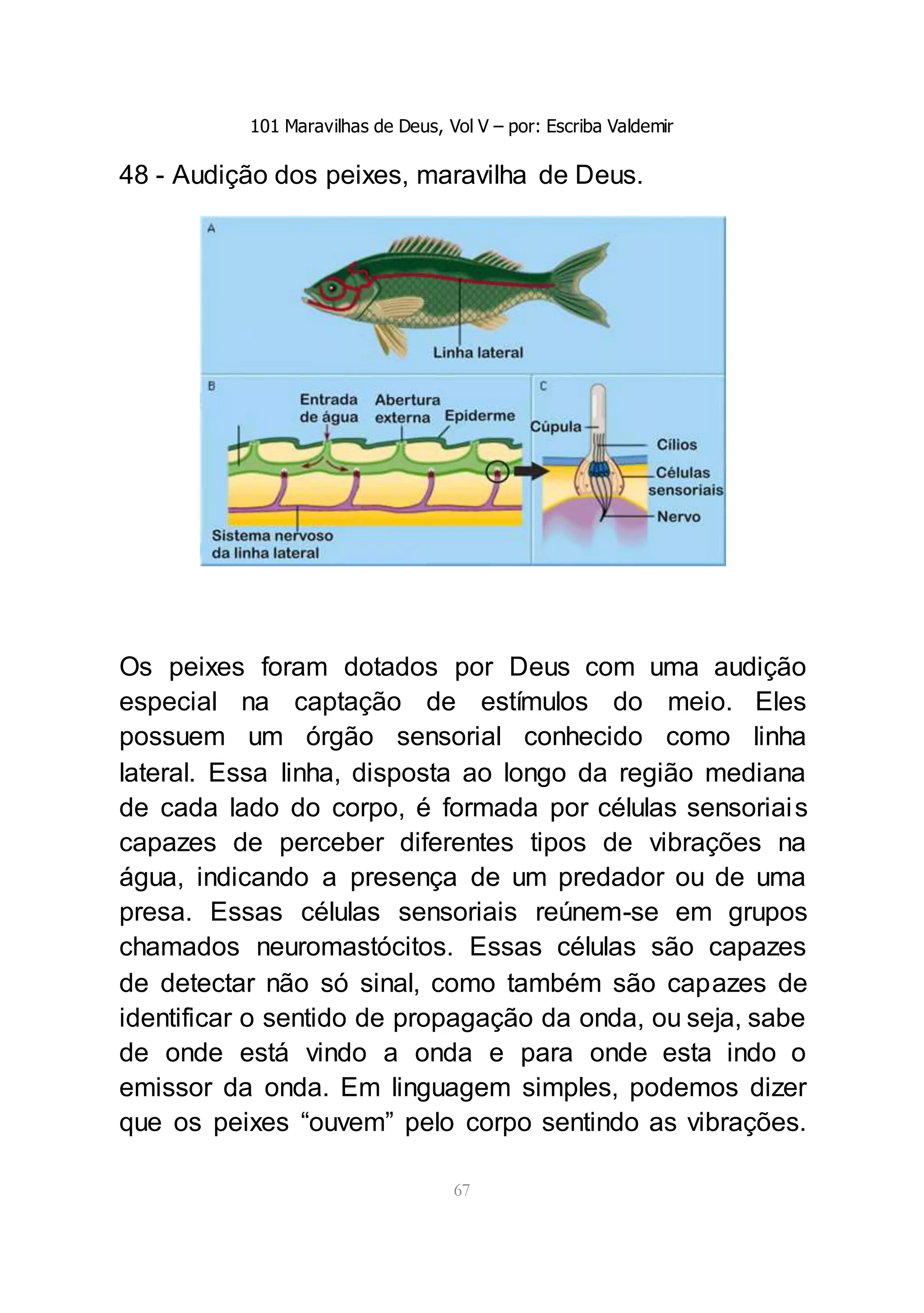 101 Maravilhas de Deus, Vol V – por: Escriba Valdemir
67
48 - Audição dos peixes, maravilha de Deus.
Os peixes foram dotados por Deus com uma audição
especial na captação de estímulos do meio. Eles
possuem um órgão sensorial conhecido como linha
lateral. Essa linha, disposta ao longo da região mediana
de cada lado do corpo, é formada por células sensoriais
capazes de perceber diferentes tipos de vibrações na
água, indicando a presença de um predador ou de uma
presa. Essas células sensoriais reúnem-se em grupos
chamados neuromastócitos. Essas células são capazes
de detectar não só sinal, como também são capazes de
identificar o sentido de propagação da onda, ou seja, sabe
de onde está vindo a onda e para onde esta indo o
emissor da onda. Em linguagem simples, podemos dizer
que os peixes “ouvem” pelo corpo sentindo as vibrações.
 