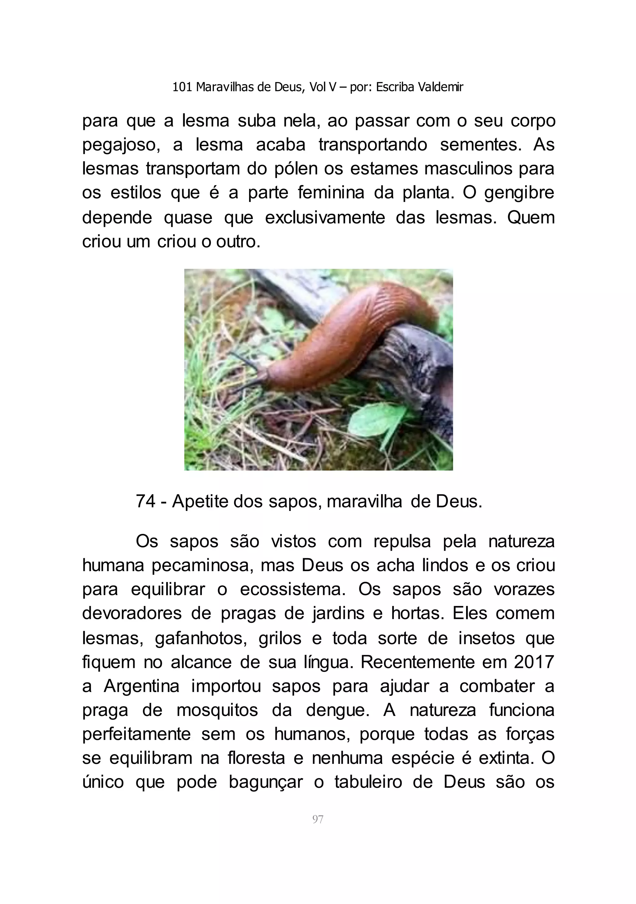 101 Maravilhas de Deus, Vol V – por: Escriba Valdemir
97
para que a lesma suba nela, ao passar com o seu corpo
pegajoso, a lesma acaba transportando sementes. As
lesmas transportam do pólen os estames masculinos para
os estilos que é a parte feminina da planta. O gengibre
depende quase que exclusivamente das lesmas. Quem
criou um criou o outro.
74 - Apetite dos sapos, maravilha de Deus.
Os sapos são vistos com repulsa pela natureza
humana pecaminosa, mas Deus os acha lindos e os criou
para equilibrar o ecossistema. Os sapos são vorazes
devoradores de pragas de jardins e hortas. Eles comem
lesmas, gafanhotos, grilos e toda sorte de insetos que
fiquem no alcance de sua língua. Recentemente em 2017
a Argentina importou sapos para ajudar a combater a
praga de mosquitos da dengue. A natureza funciona
perfeitamente sem os humanos, porque todas as forças
se equilibram na floresta e nenhuma espécie é extinta. O
único que pode bagunçar o tabuleiro de Deus são os
 