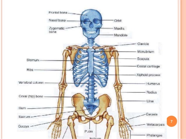 TERMINOLOGY, ANATOMY & PATHOPHYSIOLOGY