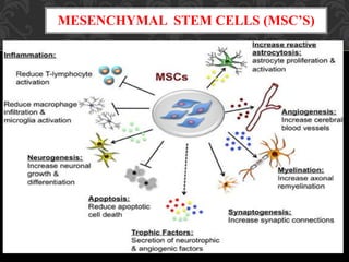 MESENCHYMAL STEM CELLS (MSC’S)
 