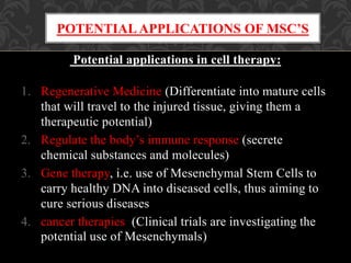 Potential applications in cell therapy:
1. Regenerative Medicine (Differentiate into mature cells
that will travel to the injured tissue, giving them a
therapeutic potential)
2. Regulate the body’s immune response (secrete
chemical substances and molecules)
3. Gene therapy, i.e. use of Mesenchymal Stem Cells to
carry healthy DNA into diseased cells, thus aiming to
cure serious diseases
4. cancer therapies (Clinical trials are investigating the
potential use of Mesenchymals)
POTENTIAL APPLICATIONS OF MSC’S
 