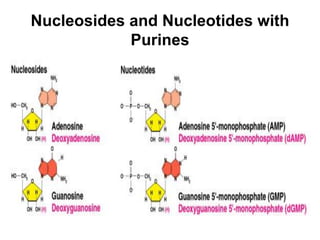 Nucleosides and Nucleotides with
Purines
 