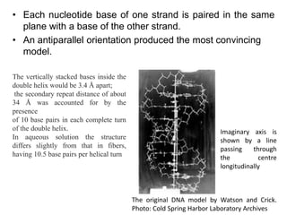 • Each nucleotide base of one strand is paired in the same
plane with a base of the other strand.
• An antiparallel orient...