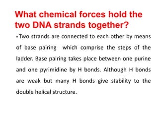 What chemical forces hold the
two DNA strands together?
 Two strands are connected to each other by means
of base pairing...