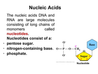 Nucleic Acids
The nucleic acids DNA and
RNA are large molecules
consisting of long chains of
monomers called
nucleotides.
...