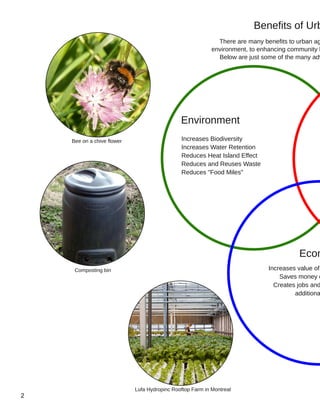 Environment
Econ
Benefits of Urb
Increases Biodiversity
Increases Water Retention
Reduces Heat Island Effect
Reduces and Reuses Waste
Reduces "Food Miles"
Increases value of
Saves money o
Creates jobs and
additiona
Bee on a chive flower
Composting bin
Lufa Hydropinc Rooftop Farm in Montreal
There are many benefits to urban ag
environment, to enhancing community h
Below are just some of the many adv
 