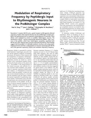 Modulation of Respiratory
Frequency by Peptidergic Input
to Rhythmogenic Neurons in
the PreBo¨tzinger Complex
Paul A. Gray,1,3
* Jens C. Rekling,1
* Christopher M. Bocchiaro,2
Jack L. Feldman1,2
†
Neurokinin-1 receptor (NK1R) and ␮-opioid receptor (␮OR) agonists affected
respiratory rhythm when injected directly into the preBo¨tzinger Complex (pre-
Bo¨tC), the hypothesized site for respiratory rhythmogenesis in mammals. These
effects were mediated by actions on preBo¨tC rhythmogenic neurons. The
distribution of NK1Rϩ
neurons anatomically deﬁned the preBo¨tC. Type 1 neu-
rons in the preBo¨tC, which have rhythmogenic properties, expressed both
NK1Rs and ␮ORs, whereas type 2 neurons expressed only NK1Rs. These ﬁndings
suggest that the preBo¨tC is a deﬁnable anatomic structure with unique phys-
iological function and that a subpopulation of neurons expressing both NK1Rs
and ␮ORs generate respiratory rhythm and modulate respiratory frequency.
Respiratory rhythm is generated by neurons
in the brainstem. Surprisingly, given the vital
role and the apparent simplicity of breathing
movements, the identity of these neurons and
the mechanisms of respiratory rhythmogen-
esis and frequency modulation are unknown.
Respiratory neurons are found in a narrow
column in the ventrolateral medulla extend-
ing from the facial nucleus to the spinal cord
(1, 2). The preBo¨tC is the limited portion of
this column necessary and sufficient for in
vitro neonatal rodent medullary slice prepa-
rations to generate respiratory-related motor
nerve output (2, 3). Perturbations of neuronal
function within the preBo¨tC in adult rats and
cats severely disrupt breathing (4), consistent
with the hypothesis that this region contains
the neurons responsible for generating respi-
ratory rhythm. Unfortunately, these and relat-
ed experiments only circumscribe the approx-
imate boundaries of the preBo¨tC. In the ab-
sence of a precise anatomic delineation of the
preBo¨tC, defining its functional role or the
roles of individual neurons it contains is
problematic.
Local application of the NK1R agonist, sub-
stance P (SP), into the preBo¨tC in vitro increas-
es the frequency of endogenous respiratory-
related output; similar application of the ␮OR
agonist [D-Ala2
,N-Me-Phe4
,Gly5
-ol]enkephalin
acetate (DAMGO) or the ␥-aminobutyric acid
type B receptor (GABABR) agonist baclofen
decreases respiratory frequency (5–7). Similar
responses are seen in vivo (8). Because these
drugs affect frequency, they must act either
directly on preBo¨tC rhythmogenic neurons or
indirectly on other preBo¨tC neurons that pro-
vide modulatory signals to the rhythm genera-
tor. In vitro respiratory-related output does not
require chlorine-mediated postsynaptic inhibi-
tion (2, 3, 5, 9). If peptide neuromodulators
affect respiratory frequency by direct actions on
only inhibitory neurons, as has been suggested
for opioid actions in the midbrain (10), then
peptide receptor-expressing neurons could not
be responsible for rhythm generation. Thus, we
examined whether the effects of SP and
DAMGO on respiratory rhythm in vitro were
affected by blocking GABA type A receptor
(GABAAR) and glycine receptor activation
(11). Pressure injection of SP (2 pmol) into the
preBo¨tC of rhythmically active brainstem slices
from rats increased respiratory frequency to
192% Ϯ 5% of control, whereas injection of
DAMGO (1.5 pmol) decreased frequency to
64% Ϯ 1% of control (Fig. 1). GABABR acti-
vation has similar effects (5, 7). Bath applica-
tion of the GABAAR antagonist bicuculline
and the glycine receptor antagonist strych-
nine to these slices did not change the base-
line respiratory frequency or the effects on
respiratory frequency of SP or DAMGO (Fig.
1B). Thus, the preBo¨tC NK1R-, GABABR-,
and ␮OR-expressing neurons that mediate
agonist frequency-modulating effects are
likely excitatory and are either directly in-
volved in respiratory rhythm generation or
are nonrespiratory neurons that modulate
rhythm-generating circuits.
We examined the immunohistochemical
expression pattern of NK1R, ␮OR, and
GABABR in the ventrolateral medulla of
adult rats (12). Within the ventrolateral respi-
ratory column, GABABR expression was
widespread. However, both NK1R and ␮OR
expression were concentrated within the pre-
Bo¨tC and absent from the adjacent Bo¨tzinger
complex (Bo¨tC) (1) and rostral ventral respi-
ratory group (1) (Fig. 2); NK1R expression in
adult mouse brainstem was similar (13). The
preBo¨tC NK1Rϩ
neurons were segregated
from both motoneurons and catecholaminer-
gic sympathetic neurons as revealed by dou-
ble immunohistochemistry for choline acetyl-
transferase (ChAT) or tyrosine hydroxylase
(TH) (13, 14).
To determine whether GABAergic and
peptidergic effects on breathing are due to
convergent inputs onto individual neurons,
we looked for ␮OR or GABABR colocaliza-
tion in NK1Rϩ
neurons. We found NK1Rϩ
/
␮ORϩ
neurons and processes (Fig. 3A) and
NK1Rϩ
/␮ORϪ
neurons and processes (of 88
preBo¨tC NK1Rϩ
neurons examined in detail,
Departments of 1
Neurobiology and 2
Physiological Sci-
ence and 3
Interdepartmental Ph.D. Program in Neu-
roscience, University of California Los Angeles, Box
951763, Los Angeles, CA 90095–1763, USA.
*These authors contributed equally to this work.
†To whom correspondence should be addressed. E-
mail: feldman@ucla.edu
Fig. 1. Effects of peptides injected into preBo¨tC
are independent of GABAA and glycinergic
transmission. (A) Microinjection into preBo¨tC
of DAMGO (2 pmol) slows and SP (1.5 pmol)
speeds up endogenous respiratory-related
rhythm. Traces are integrated XII motor nerve
output; bars under each trace represent injec-
tion period with total amount indicated. (B)
Frequency response to microinjection of
DAMGO and SP into preBo¨tC is not affected by
blocking chlorine-mediated postsynaptic trans-
mission with bath application of bicuculline (20
␮M) and strychnine (1 ␮M) sufﬁcient to block
the effects of the combined microinjection of
the GABAA agonist, THIP (1 nmol), and glycine
(1 nmol). Histograms of grouped data across
multiple experiments are shown; number of
epochs (20 cycles per epoch) are indicated
within bars; error bars are SEM. Statistical com-
parisons are between individual pairs of epochs
in the same experiment: *, signiﬁcant differ-
ence (P Ͻ 0.05; Student’s t test) between
conditions in all pairs; ns, no signiﬁcant differ-
ence between conditions in all pairs; §, signiﬁ-
cant difference (P Ͻ 0.05) relative to control in
all pairs; ns, no signiﬁcant difference relative to
control in all pairs. Bic/Str, bath application of
bicuculline and strychnine.
R E P O R T S
19 NOVEMBER 1999 VOL 286 SCIENCE www.sciencemag.org1566
 