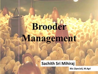 Brooder
Management
Sachith Sri Mihiraj
BSc (Special), M.Agri
 