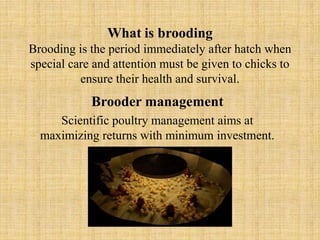 Broiler Brooder management | PPTX
