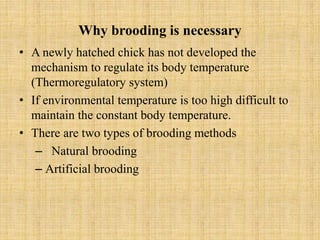 Broiler Brooder management | PPTX