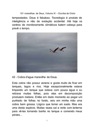 101 maravilhas de Deus, Volume IV – Escriba de Cristo
50
tempestades. Deus é fabuloso. Tecnologia é produto de
inteligência e não de evolução acidental. Até hoje os
centros de monitoramento climáticos batem cabeça para
prevê o tempo.
42 - Cobra d'agua maravilha de Deus.
Esta cobra não possui veneno e gosta muito de ficar em
tanques, lagos e rios. Hoje excepcionalmente estava
limpando um tanque que estava com pouca água e eu
retirava muitas folhas, pois elas em decomposição
produzem metano. Então em dado momento ao pegar um
punhado de folhas no fundo, veio em minha mão uma
cobra bem grossa. Lógico que tomei um susto. Mas era
uma desta espécie. Muitas vezes saí a noite com lanterna
para vê-las tomando banho no tanque e comendo meus
peixes...
 