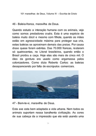 101 maravilhas de Deus, Volume IV – Escriba de Cristo
54
46 - Baleia-franca, maravilha de Deus.
Quando estudo a interação humana com os animais, vejo
como somos predadores cruéis. Esta é uma espécie de
baleia muito dócil e mesmo com filhote, quando as mães
estão em agressividade máxima para proteger sua cria,
estas baleias se aproximam demais das praias. Por causa
disso quase foram extintas. Das 70.000 francas, restaram
só quatrocentas, no Litoral brasileiros, quando então o
Brasil proibiu a caça. Hoje elas são mais de cinco mil. O
óleo da gordura era usado como argamassa pelos
colonizadores. Como dizia Roberto Carlos: as baleias
desaparecendo por falta de escrúpulos comerciais.
47 - Bem-te-vi, maravilha de Deus.
Esta ave esta bem adaptada a vida urbana. Nem todos os
animais suportam nossa barulhenta civilização. As cores
de sua cabeça da a impressão que ela está usando uma
 