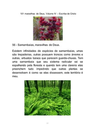 101 maravilhas de Deus, Volume IV – Escriba de Cristo
63
56 - Samambaias, maravilhas de Deus.
Existem infinidades de espécies de samambaias, umas
são trepadeiras, outras possuem troncos como árvores e
outras, arbustos baixos que parecem guarda-chuvas. Tem
uma samambaia que seu sistema radicular vai se
espalhando pela floresta e quando tem uma clareira elas
preenchem tudo impedindo que outras plantas se
desenvolvam é como se elas dissessem, este território é
meu.
 