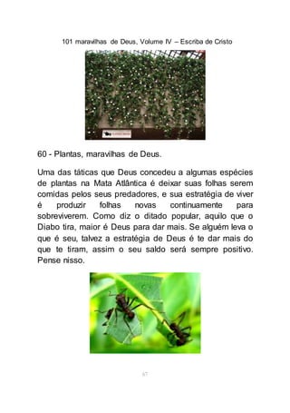 101 maravilhas de Deus, Volume IV – Escriba de Cristo
67
60 - Plantas, maravilhas de Deus.
Uma das táticas que Deus concedeu a algumas espécies
de plantas na Mata Atlântica é deixar suas folhas serem
comidas pelos seus predadores, e sua estratégia de viver
é produzir folhas novas continuamente para
sobreviverem. Como diz o ditado popular, aquilo que o
Diabo tira, maior é Deus para dar mais. Se alguém leva o
que é seu, talvez a estratégia de Deus é te dar mais do
que te tiram, assim o seu saldo será sempre positivo.
Pense nisso.
 