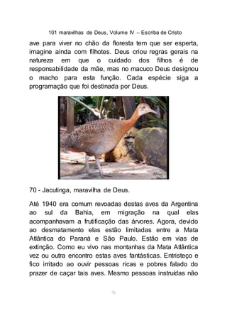101 maravilhas de Deus, Volume IV – Escriba de Cristo
76
ave para viver no chão da floresta tem que ser esperta,
imagine ainda com filhotes. Deus criou regras gerais na
natureza em que o cuidado dos filhos é de
responsabilidade da mãe, mas no macuco Deus designou
o macho para esta função. Cada espécie siga a
programação que foi destinada por Deus.
70 - Jacutinga, maravilha de Deus.
Até 1940 era comum revoadas destas aves da Argentina
ao sul da Bahia, em migração na qual elas
acompanhavam a frutificação das árvores. Agora, devido
ao desmatamento elas estão limitadas entre a Mata
Atlântica do Paraná e São Paulo. Estão em vias de
extinção. Como eu vivo nas montanhas da Mata Atlântica
vez ou outra encontro estas aves fantásticas. Entristeço e
fico irritado ao ouvir pessoas ricas e pobres falado do
prazer de caçar tais aves. Mesmo pessoas instruídas não
 