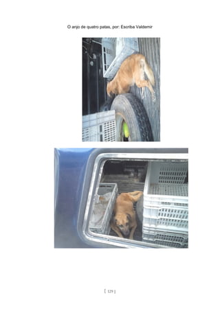 O anjo de quatro patas, por: Escriba Valdemir
[ 129 ]
 