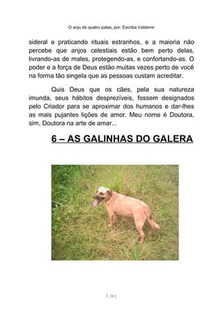 O anjo de quatro patas, por: Escriba Valdemir
sideral e praticando rituais estranhos, e a maioria não
percebe que anjos celestiais estão bem perto delas,
livrando-as de males, protegendo-as, e confortando-as. O
poder e a força de Deus estão muitas vezes perto de você
na forma tão singela que as pessoas custam acreditar.
Quis Deus que os cães, pela sua natureza
imunda, seus hábitos desprezíveis, fossem designados
pelo Criador para se aproximar dos humanos e dar-lhes
as mais pujantes lições de amor. Meu nome é Doutora,
sim, Doutora na arte de amar...
6 – AS GALINHAS DO GALERA
[ 38 ]
 