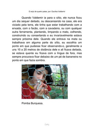 O anjo de quatro patas, por: Escriba Valdemir
Quando Valdemir ia para o sítio, ele nunca ficou
um dia sequer deitado, ou descansando na casa, ele era
viciado pela terra, ele tinha que estar trabalhando com a
enxada, com o facão, com a cavadeira, ou com qualquer
outra ferramenta, plantando, limpando o mato, colhendo,
construindo ou consertando e eu invariavelmente estava
sempre próxima dele. Quando ele entrava na mata ou
trabalhava em alguma parte do sítio, eu escolhia um
ponto em que pudesse ficar observando-o, geralmente a
uns 10 a 20 metros de distância dele e ali ficava deitada,
se estava quente eu ficava com a língua de fora, mas
sempre procurava ficar debaixo de um pé de bananeira no
ponto em que fazia sombra.
Pomba Burquesa.
[ 57 ]
 