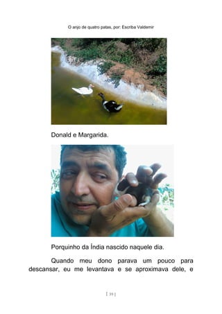 O anjo de quatro patas, por: Escriba Valdemir
Donald e Margarida.
Porquinho da Índia nascido naquele dia.
Quando meu dono parava um pouco para
descansar, eu me levantava e se aproximava dele, e
[ 59 ]
 