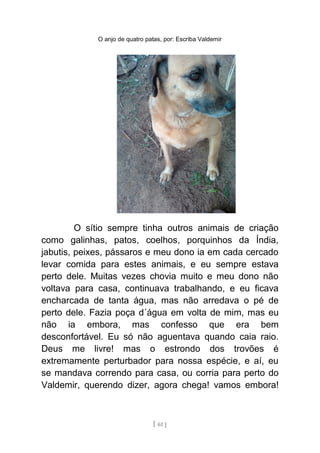 O anjo de quatro patas, por: Escriba Valdemir
O sítio sempre tinha outros animais de criação
como galinhas, patos, coelhos, porquinhos da Índia,
jabutis, peixes, pássaros e meu dono ia em cada cercado
levar comida para estes animais, e eu sempre estava
perto dele. Muitas vezes chovia muito e meu dono não
voltava para casa, continuava trabalhando, e eu ficava
encharcada de tanta água, mas não arredava o pé de
perto dele. Fazia poça d´água em volta de mim, mas eu
não ia embora, mas confesso que era bem
desconfortável. Eu só não aguentava quando caia raio.
Deus me livre! mas o estrondo dos trovões é
extremamente perturbador para nossa espécie, e aí, eu
se mandava correndo para casa, ou corria para perto do
Valdemir, querendo dizer, agora chega! vamos embora!
[ 61 ]
 