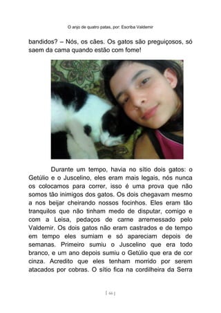 O anjo de quatro patas, por: Escriba Valdemir
bandidos? – Nós, os cães. Os gatos são preguiçosos, só
saem da cama quando estão com fome!
Durante um tempo, havia no sítio dois gatos: o
Getúlio e o Juscelino, eles eram mais legais, nós nunca
os colocamos para correr, isso é uma prova que não
somos tão inimigos dos gatos. Os dois chegavam mesmo
a nos beijar cheirando nossos focinhos. Eles eram tão
tranquilos que não tinham medo de disputar, comigo e
com a Leisa, pedaços de carne arremessado pelo
Valdemir. Os dois gatos não eram castrados e de tempo
em tempo eles sumiam e só apareciam depois de
semanas. Primeiro sumiu o Juscelino que era todo
branco, e um ano depois sumiu o Getúlio que era de cor
cinza. Acredito que eles tenham morrido por serem
atacados por cobras. O sítio fica na cordilheira da Serra
[ 66 ]
 